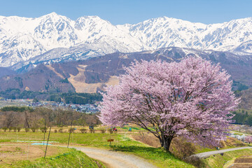 日本の風景・春　長野県白馬村　野平の一本桜 © Yuta1127