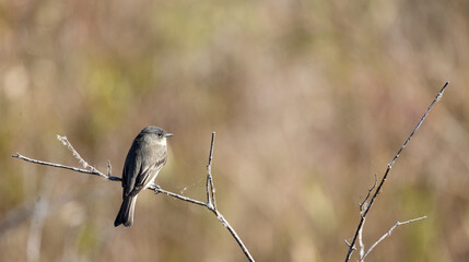 Small Bird Perched on Branch in Grasslands