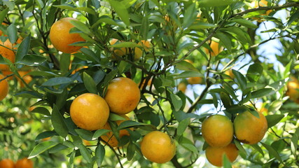 Ripe orange fruit on the tree.  Close-up of several fresh juicy oranges nestled between lush leaves ready to be harvested in the garden with selective 