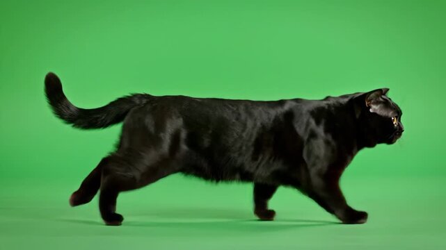 Black cat walking and running on a green screen background.