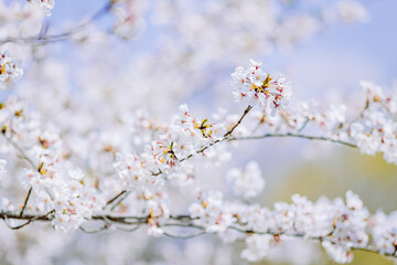 	見頃を迎えたソメイヨシノ