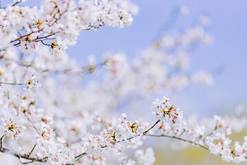 見頃を迎えた満開の桜