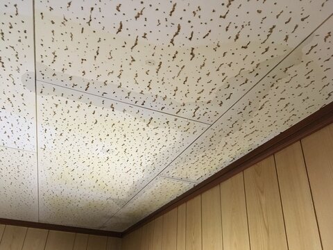 雨漏れしている家屋の天井のシミ
