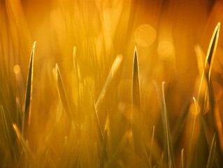 Warm sunlight shines on golden grass blades in serene natural landscape
