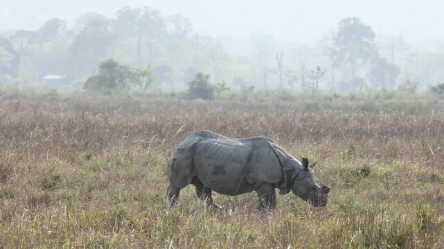 Single horned rhino feeding on water plants in kaziranga