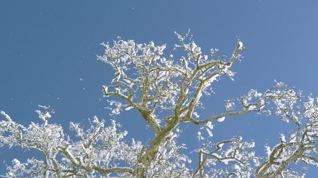BOTTOM UP, LOW ANGLE VIEW, CLOSE UP: Winter sun warms up snowy branches of a bare deciduous tree. Fine flakes and small clumps of snow fall against a deep blue sky and sparkle on a crisp winter day.