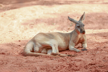The kangaroo is stay and eat grass in garden