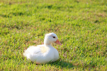 The baby white Duck is eatting in nature garden