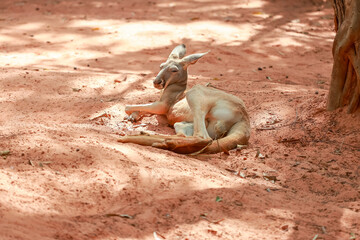 The red kangaroo is stay and eat grass in garden