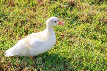 The baby white Duck is eatting in nature garden