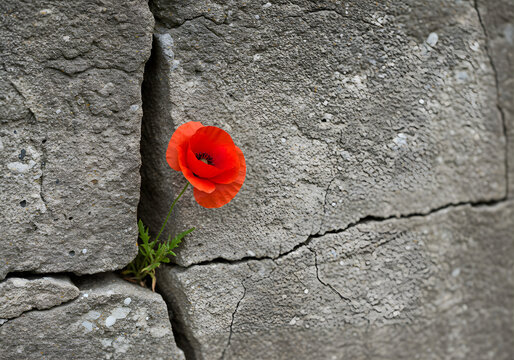 Red poppy flower growing through cracked stone, symbol of resilience 