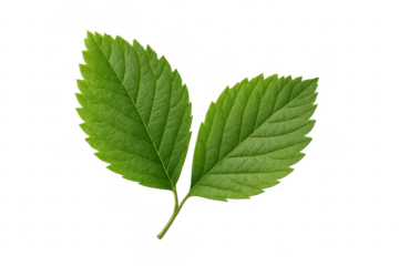 Fresh green leaves growing plant foliage on transparent background