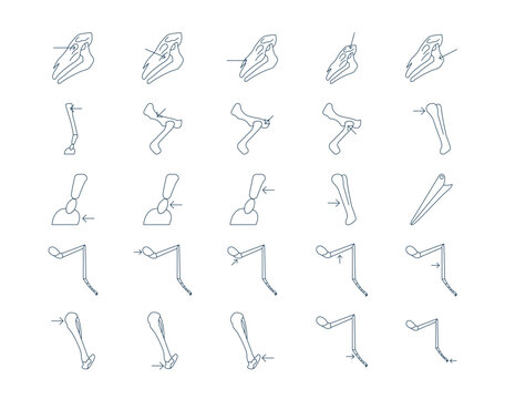Animal anatomy icons set. A collection of simple vector in a modern thin line style. Vector illustrations.