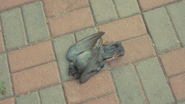 A somber, overhead shot of a lifeless pigeon resting on a brick-paved ground. This image captures a raw moment of urban mortality and the fragility of nature.