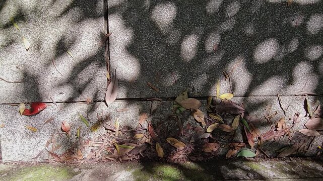 Beautiful tree leaves shape gentle sunlight, shadows glowing on concrete rock cement ground texture in the afternoon background&mdash;dappled light flickering in calm relaxing atmosphere, peace zen mind