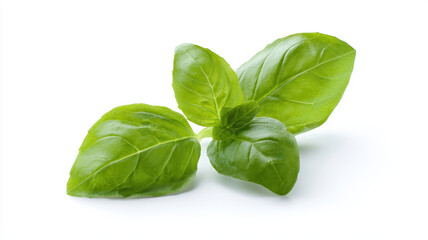 Fototapeta premium Fresh basil green leaf herb aromatic culinary organic isolated white background closeup natural