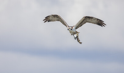 Obraz premium Osprey Flying with Catfish in Talons
