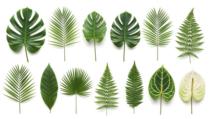 Tropical Leaf Collection Isolated on White Background