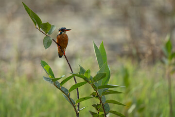 common kingfisher Resting on a Branch