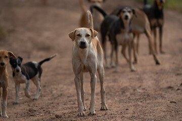 A group of stray dogs walks along a dusty road, with one dog standing alert in the foreground while others follow behind.