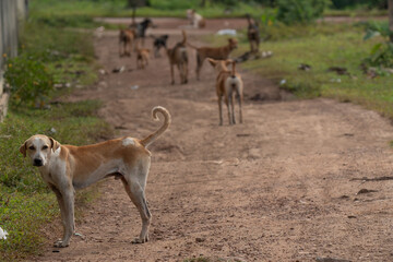 A group of stray dogs walks along a dusty road, with one dog standing alert in the foreground while others follow behind.
