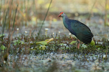 Obraz premium Purple Swamphen (Porphyrio porphyrio) in Bundala national park
