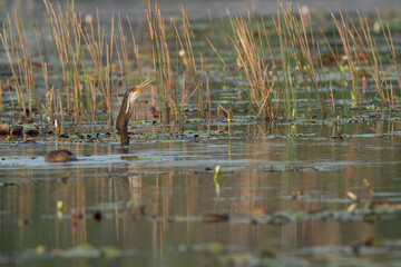 The Oriental darter (Anhinga Melanogaster)  peeking out from the grass reeds in the marsh area 