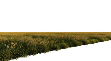 Field of grass with a clear blue sky in the background. isolated illustration transparent background