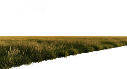 Field of grass with a clear blue sky in the background. isolated illustration transparent background