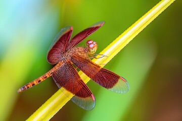 A Male Common Red Skimmer, Sometimes Called a Red Grasshawk Dragonfly (Neurothemis fluctuans), Kinabatangan Area, Sabah, Borneo, Malaysia