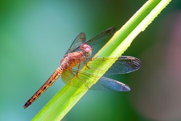 Orange Skimmer, sometimes called a Crimson-tailed Marsh Hawk (Orthetrum testaceum), Kinabatangan River, Sabah, Borneo, Malaysia