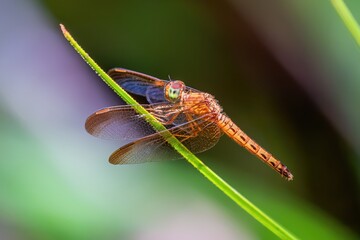 Scarlet Skimmer (female or immature male), (Crocothemis servilia), Kinabatangan Area, Sabah, Borneo, Malaysia