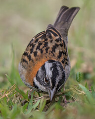 ufous-collared Sparrow (Zonotrichia capensis) foraging in grass, ground-level wildlife portrait