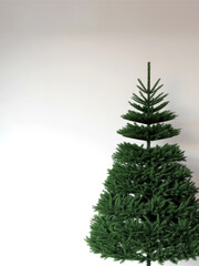 Elegant Undecorated Christmas Tree Isolated on White Background