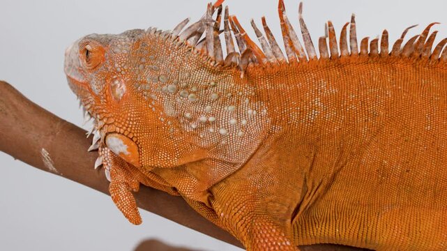 Close Up Profile View of an Orange Iguana Resting on a Branch