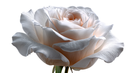 A delicate white rose bloom with soft peach highlights opening up gracefully, perfect for romantic themes, wedding invitations, or serene nature marketing