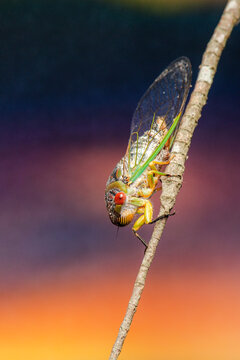 Psaltoda claripennis, commonly known as the&nbsp;Clanger&nbsp;or&nbsp;Clear-wing Cicada, is an&nbsp;Australian cicada species in the family Cicadidae.