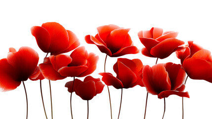 Vibrant red poppy flowers with delicate petals and subtle light effects arranged in a graceful composition perfect for spring themed celebrations and floral stationery designs