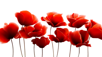 Vibrant red poppy flowers with delicate petals and subtle light effects arranged in a graceful composition perfect for spring themed celebrations and floral stationery designs