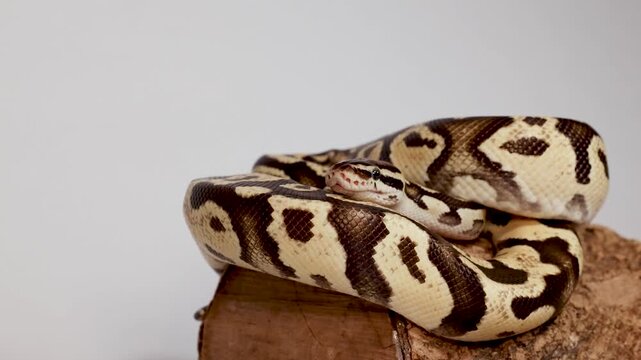 Hand Gently Touches Coiled Ball Python on Wooden Log