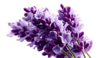 Vibrant purple lavender flowers blossom in a lush bouquet, evoking feelings of relaxation and freshness, ideal for aromatherapy, wellness, and botanical product packaging.