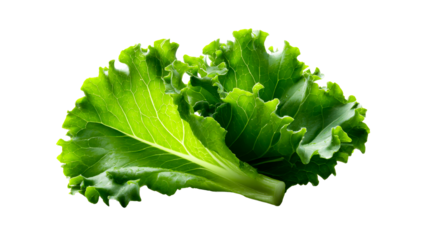 Vibrant green lettuce leaves displaying fresh texture and crisp appearance, ideal for promoting healthy food concepts, culinary applications, grocery product marketing, and nutritious diet