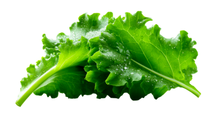 Vibrant green fresh leafy vegetables covered in sparkling water droplets representing healthy organic eating and natural produce for various culinary applications