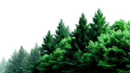 A tranquil overhead view of a lush green forest with various trees and foliage against a vast clear sky offering a serene natural landscape for environmental campaigns and nature promotions.