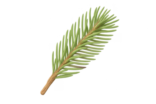 Green spruce fir branch with needles on transparent background - Powered by Adobe