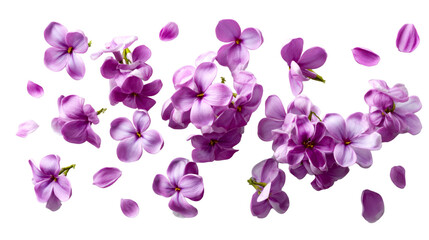 Delicate purple lilac flowers and scattered petals create a beautiful fresh spring composition ideal for seasonal greetings, nature themes, romantic events, or wellness promotions