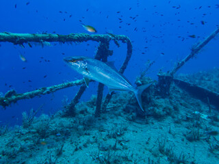 Fototapeta premium Greater amberjack Seriola dumerili