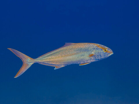 Greater amberjack Seriola dumerili