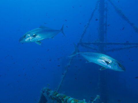 Greater amberjack Seriola dumerili