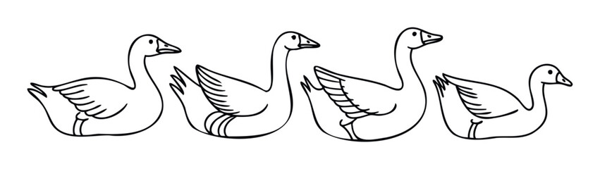 Obraz premium Graphic line art of a procession of geese, ideal for agricultural presentations, animal farm publications, and simple birdthemed educational resources.